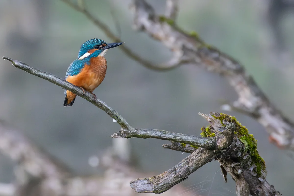 Eisvogel am Greifensee in der Nähe von Uster.